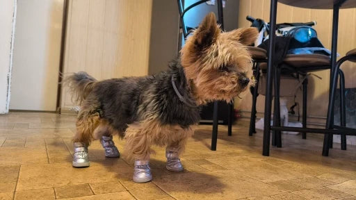 PawLuxe Winter Botjes