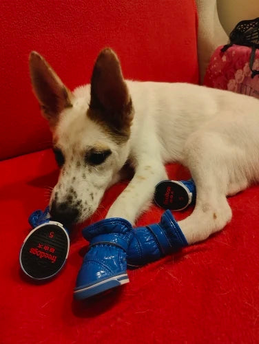 PawLuxe Winter Botjes