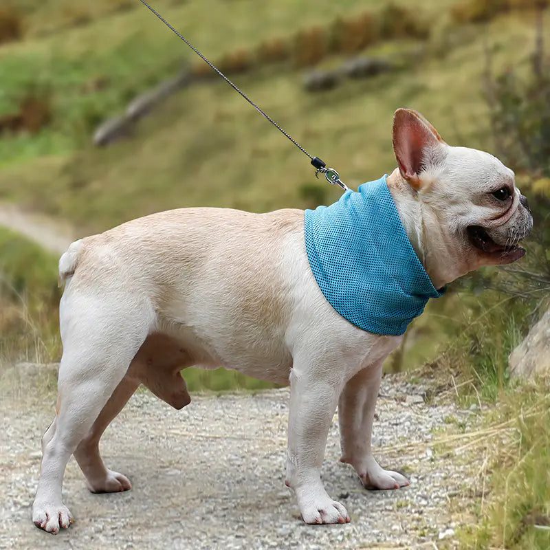 ❄️ Verkoelende Halsdoek voor Honden
